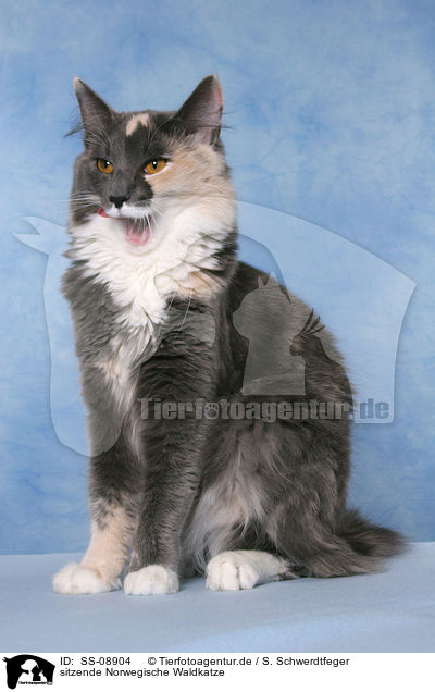 sitzende Norwegische Waldkatze / sitting Norwegian Forest Cat / SS-08904