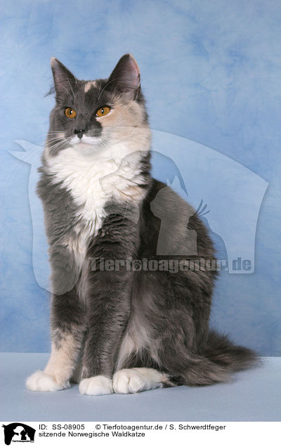 sitzende Norwegische Waldkatze / sitting Norwegian Forest Cat / SS-08905