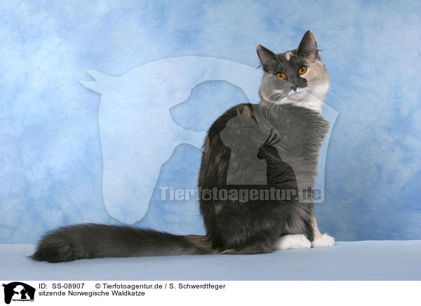 sitzende Norwegische Waldkatze / sitting Norwegian Forest Cat / SS-08907