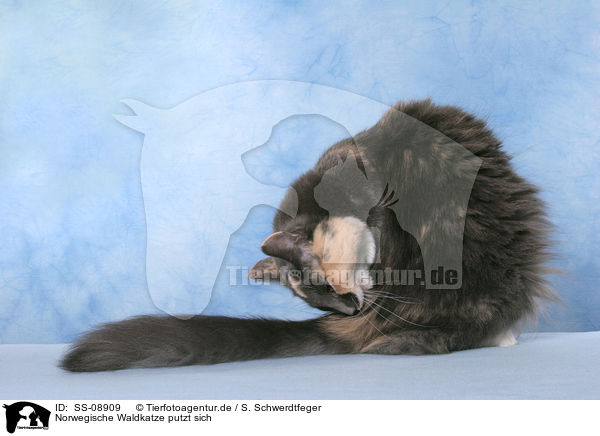 Norwegische Waldkatze putzt sich / Norwegian Forest Cat is cleaning itself / SS-08909