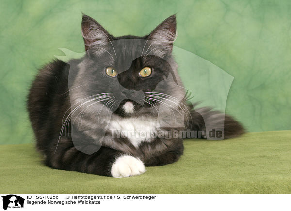 liegende Norwegische Waldkatze / lying Norwegian Forest Cat / SS-10256