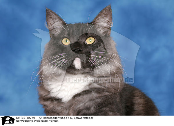 Norwegische Waldkatze Portrait / Norwegian Forest Cat Portrait / SS-10276