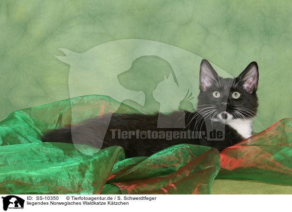 liegendes Norwegisches Waldkatze Ktzchen / SS-10350