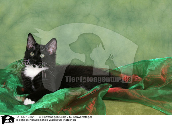 liegendes Norwegisches Waldkatze Ktzchen / lying Norwegian Forest Kitten / SS-10354