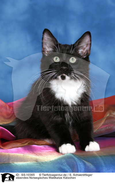 sitzendes Norwegisches Waldkatze Ktzchen / SS-10365