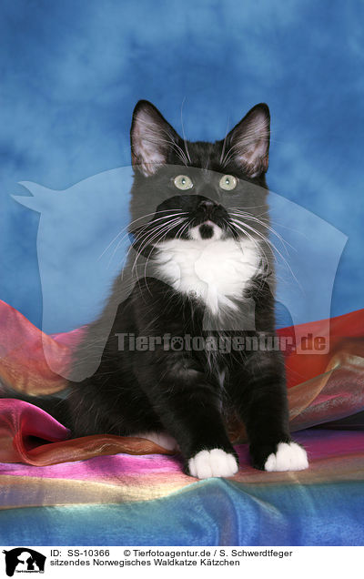 sitzendes Norwegisches Waldkatze Ktzchen / SS-10366