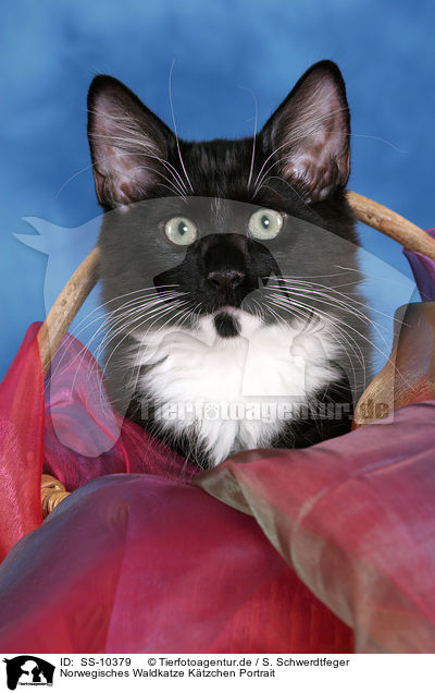 Norwegisches Waldkatze Ktzchen Portrait / Norwegian Forest Kitten Portrait / SS-10379
