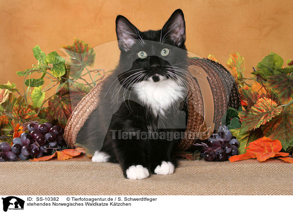 stehendes Norwegisches Waldkatze Ktzchen / standing Norwegian Forest Kitten / SS-10382