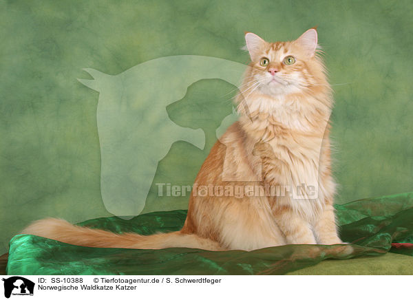 Norwegische Waldkatze Katzer / SS-10388