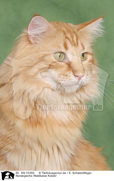 Norwegische Waldkatze Katzer / SS-10393