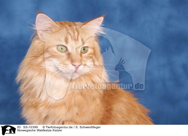 Norwegische Waldkatze Katzer / SS-10399