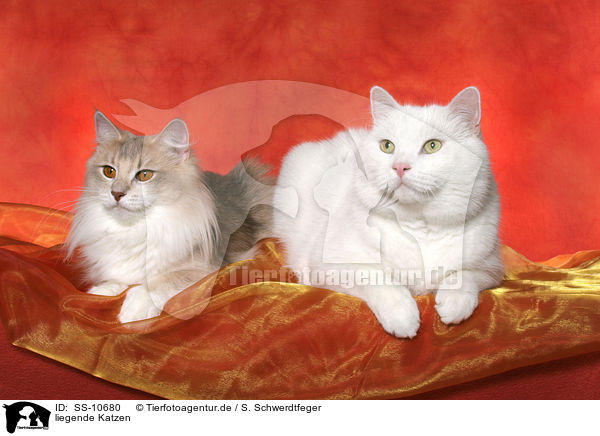 liegende Katzen / SS-10680