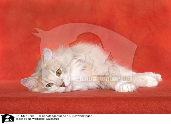 liegende Norwegische Waldkatze / SS-10701