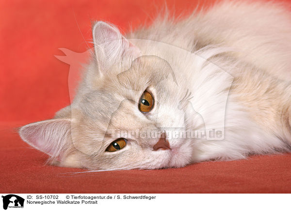 Norwegische Waldkatze Portrait / SS-10702