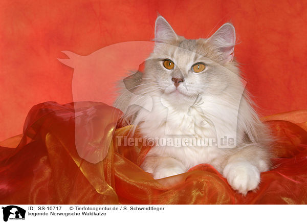 liegende Norwegische Waldkatze / SS-10717