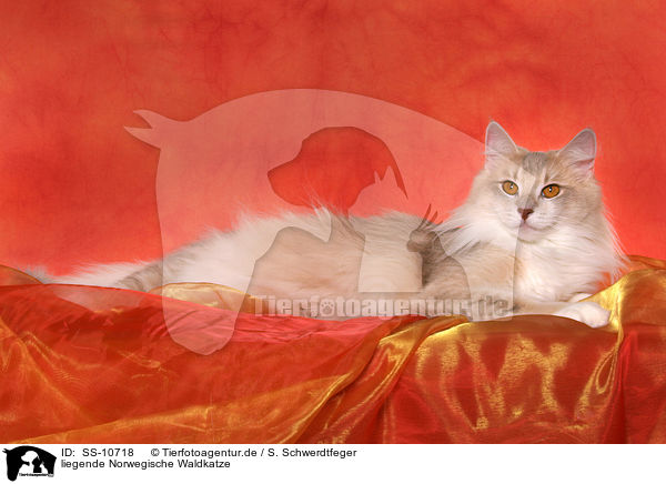 liegende Norwegische Waldkatze / SS-10718