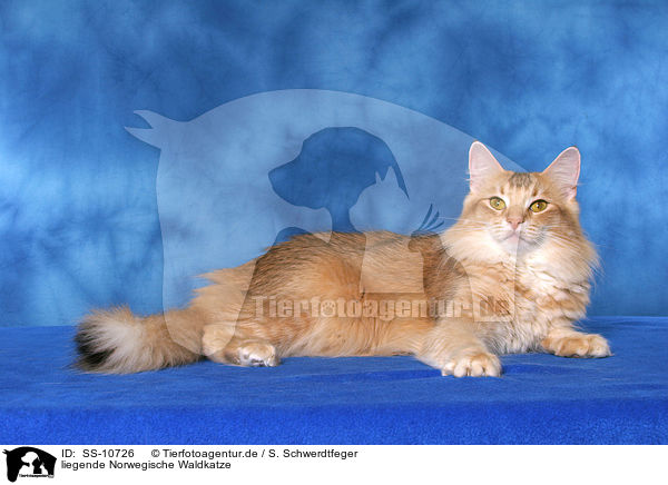 liegende Norwegische Waldkatze / lying Norwegian Forest Cat / SS-10726