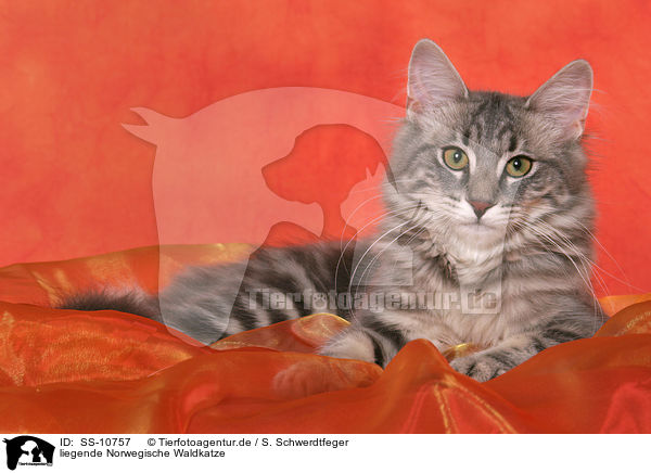liegende Norwegische Waldkatze / lying Norwegian Forest Cat / SS-10757
