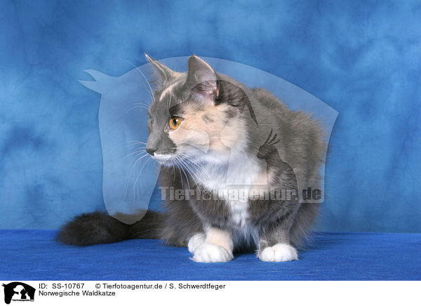 Norwegische Waldkatze / Norwegian Forest Cat / SS-10767