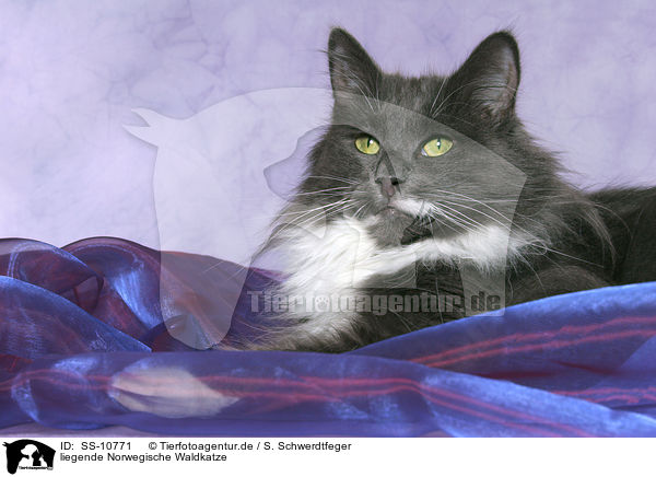 liegende Norwegische Waldkatze / lying Norwegian Forest Cat / SS-10771