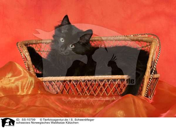 schwarzes Norwegisches Waldkatze Ktzchen / black Norwegian Forest Kitten / SS-10799