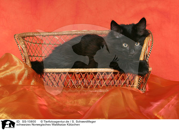 schwarzes Norwegisches Waldkatze Ktzchen / black Norwegian Forest Kitten / SS-10800