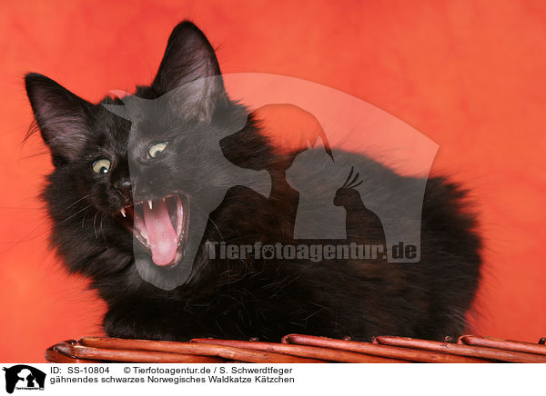 ghnendes schwarzes Norwegisches Waldkatze Ktzchen / SS-10804