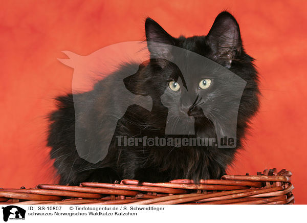 schwarzes Norwegisches Waldkatze Ktzchen / black Norwegian Forest Kitten / SS-10807
