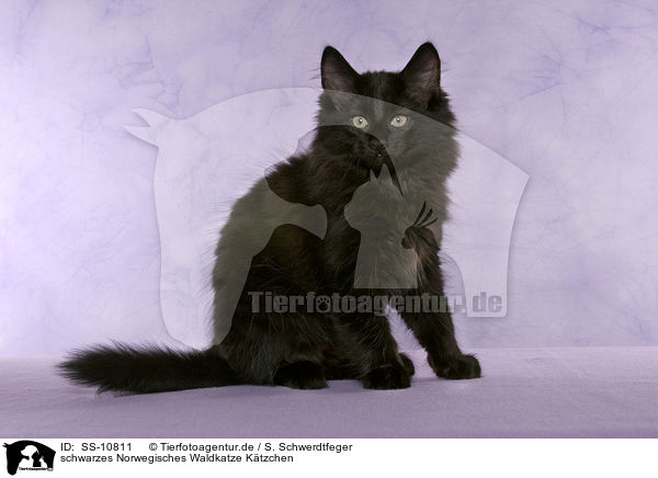 schwarzes Norwegisches Waldkatze Ktzchen / SS-10811