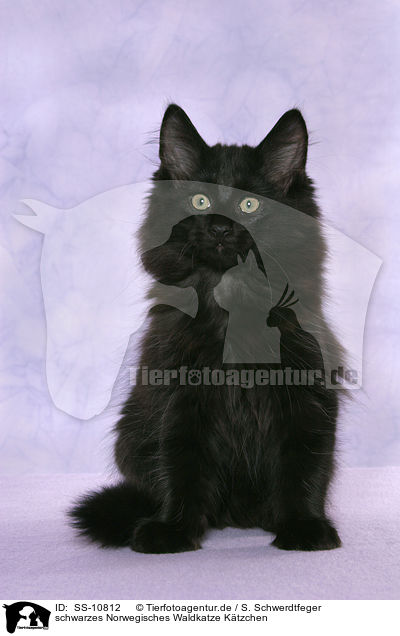 schwarzes Norwegisches Waldkatze Ktzchen / SS-10812