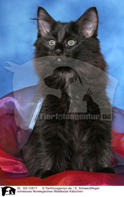 schwarzes Norwegisches Waldkatze Ktzchen / SS-10817