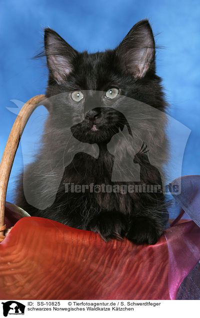 schwarzes Norwegisches Waldkatze Ktzchen / SS-10825