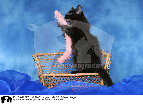 spielendes Norwegisches Waldkatze Ktzchen / playing black Norwegian Forest Kitten / SS-10827