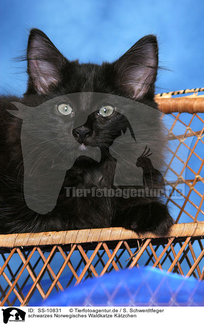 schwarzes Norwegisches Waldkatze Ktzchen / black Norwegian Forest Kitten / SS-10831