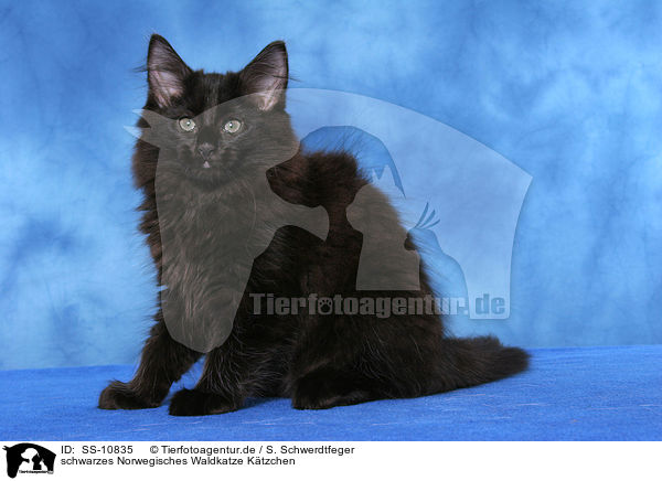 schwarzes Norwegisches Waldkatze Ktzchen / black Norwegian Forest Kitten / SS-10835