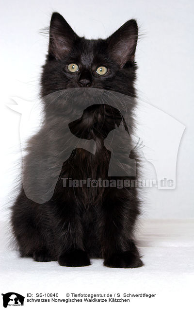 schwarzes Norwegisches Waldkatze Ktzchen / SS-10840