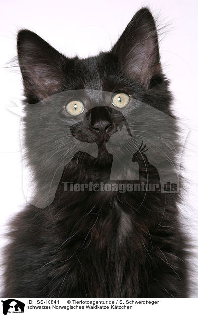 schwarzes Norwegisches Waldkatze Ktzchen / SS-10841