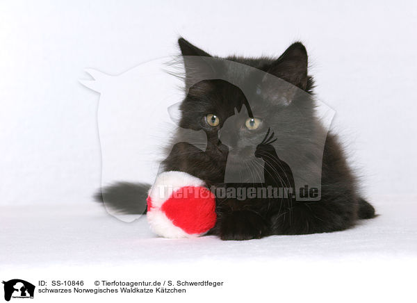 schwarzes Norwegisches Waldkatze Ktzchen / black Norwegian Forest Kitten / SS-10846