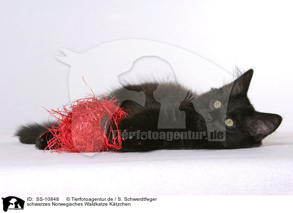 schwarzes Norwegisches Waldkatze Ktzchen / SS-10848