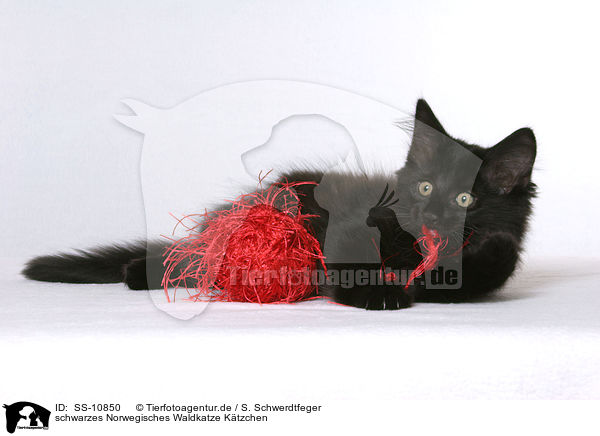 schwarzes Norwegisches Waldkatze Ktzchen / SS-10850