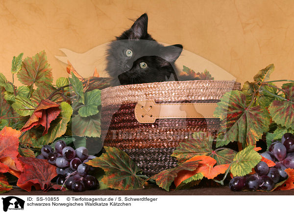 schwarzes Norwegisches Waldkatze Ktzchen / black Norwegian Forest Kitten / SS-10855