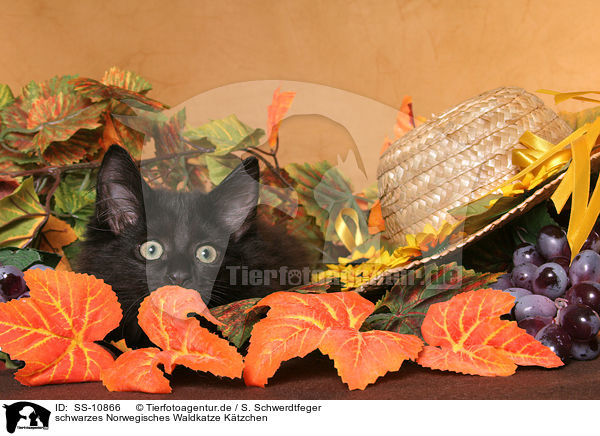 schwarzes Norwegisches Waldkatze Ktzchen / black Norwegian Forest Kitten / SS-10866