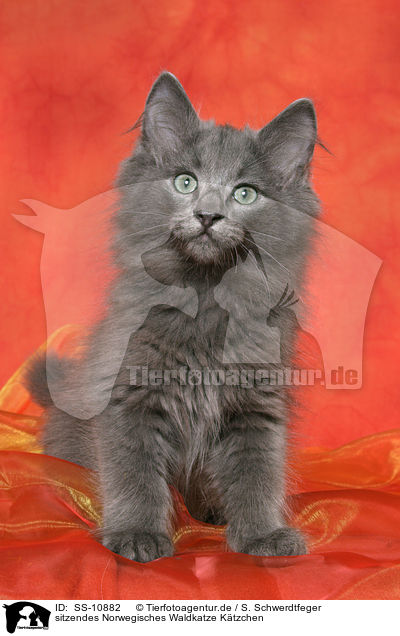 sitzendes Norwegisches Waldkatze Ktzchen / SS-10882