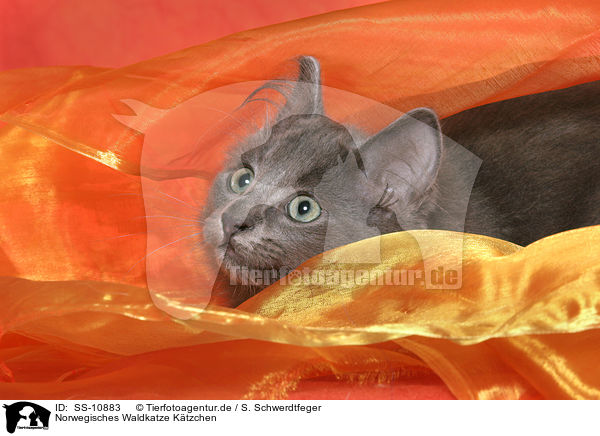 Norwegisches Waldkatze Ktzchen / SS-10883