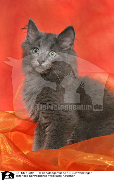 sitzendes Norwegisches Waldkatze Ktzchen / SS-10884