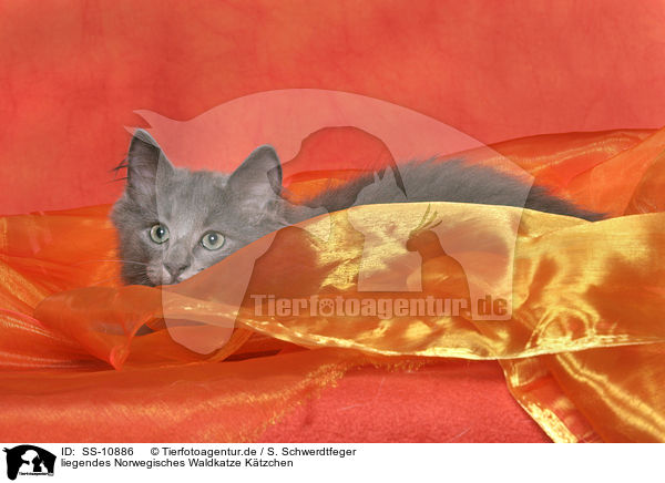 liegendes Norwegisches Waldkatze Ktzchen / lying Norwegian Forest Kitten / SS-10886