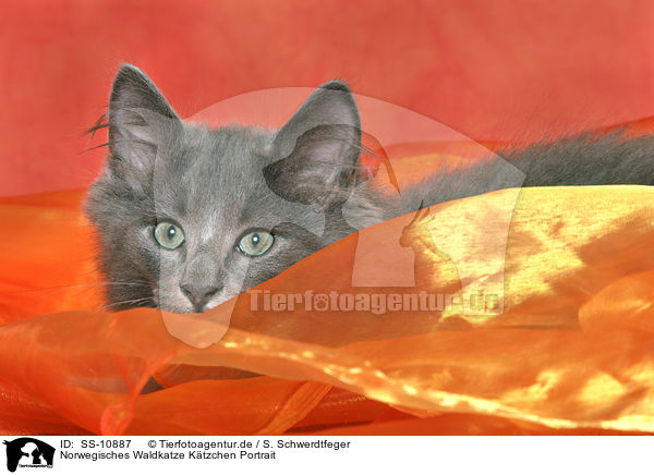 Norwegisches Waldkatze Ktzchen Portrait / Norwegian Forest Kitten Portrait / SS-10887