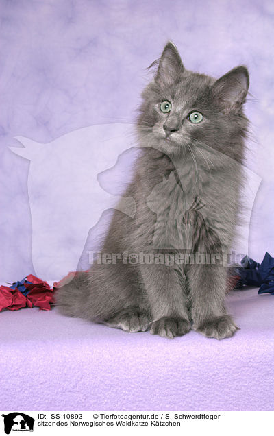 sitzendes Norwegisches Waldkatze Ktzchen / SS-10893