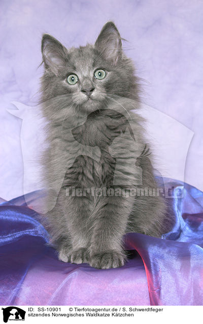 sitzendes Norwegisches Waldkatze Ktzchen / SS-10901