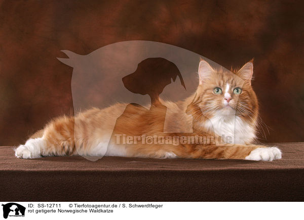 rot getigerte Norwegische Waldkatze / SS-12711